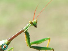 Cardioptera brachyptera