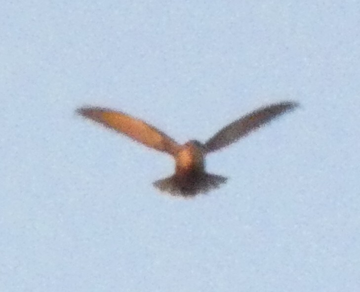 Sick's Swift (Chaetura meridionalis), photo 10