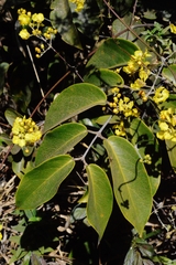 Banisteriopsis anisandra