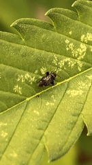 Microtechnites bractatus