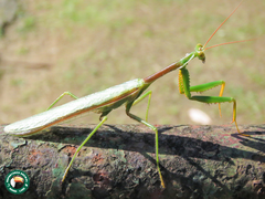 Cardioptera brachyptera