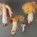 Entoloma majaloides - Photo (c) Marco Floriani, some rights reserved (CC BY-NC), uploaded by Marco Floriani