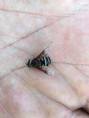 Eristalis cryptarum