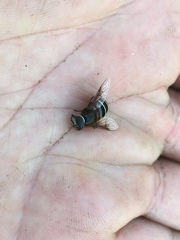 Eristalis cryptarum