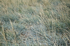 Elymus magellanicus