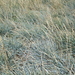 Elymus magellanicus - Photo (c) Frin Ross, μερικά δικαιώματα διατηρούνται (CC BY-NC), uploaded by Frin Ross