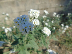 Heliotropium halacsyi