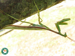 Cardioptera brachyptera