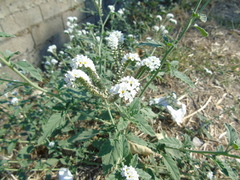 Heliotropium halacsyi