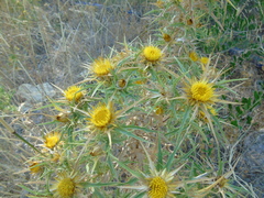 Carlina graeca