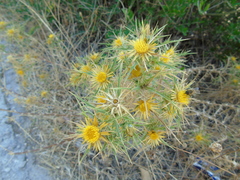 Carlina graeca