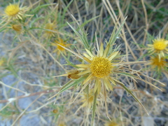 Carlina graeca