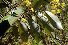 Banisteriopsis anisandra