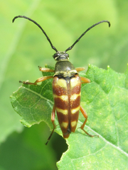 Typocerus velutinus