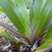 Machaerina iridifolia - Photo (c) Jean-Philippe BASUYAUX, μερικά δικαιώματα διατηρούνται (CC BY-NC), uploaded by Jean-Philippe BASUYAUX