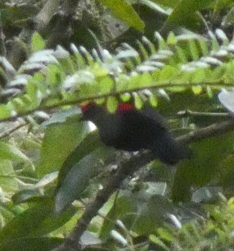 Helmeted Manakin (Chiroxiphia galeata), photo 5