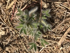 Leobordea divaricata