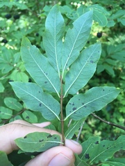 Lonicera nigra