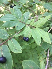 Lonicera nigra