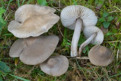 Entoloma ameides