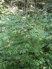 Lonicera nigra