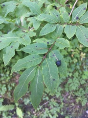 Lonicera nigra