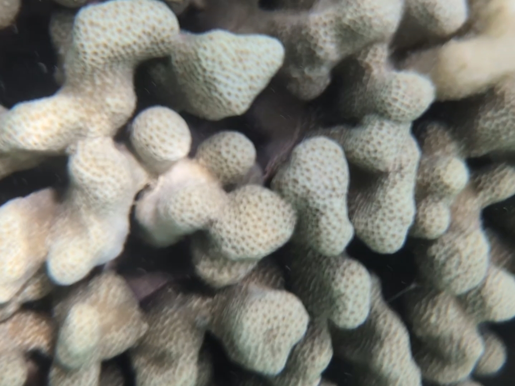 hump coral