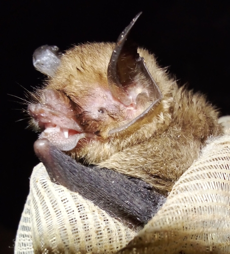 Common Mustached Bat