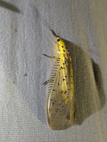 Nevromus austroindicus photo 4