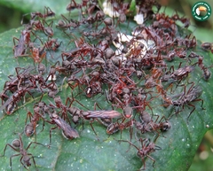 Dolichoderus attelaboides