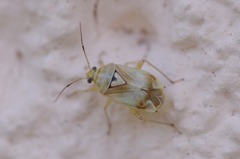 Lygus gemellatus