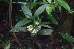 Corymborkis forcipigera