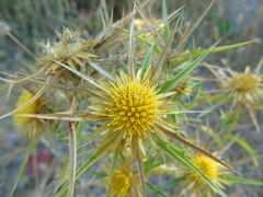 Carlina graeca