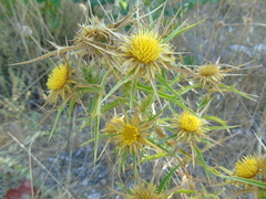 Carlina graeca