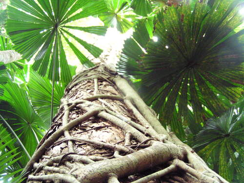 Fan palm (Licuala ramsayi)