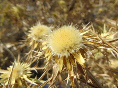 Carlina graeca
