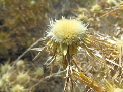 Carlina graeca
