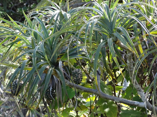 Pandanus montanus image