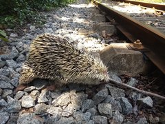 Coendou prehensilis