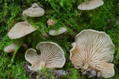 Entoloma byssisedum