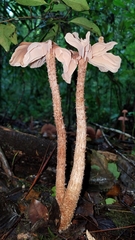 Laccaria squarrosa