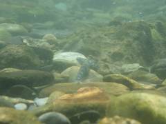 Sicyopterus lagocephalus