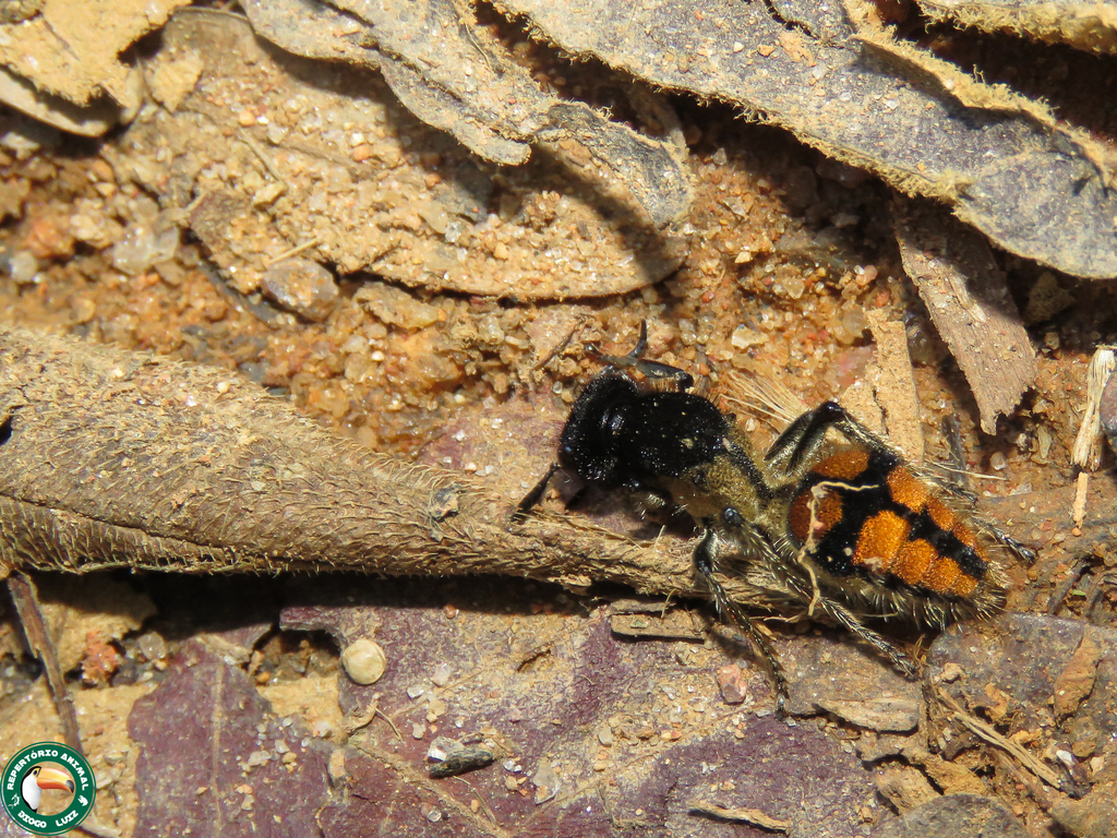 Ephuta chrysodora