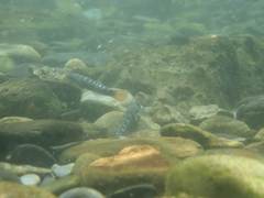 Sicyopterus lagocephalus