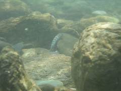 Sicyopterus lagocephalus