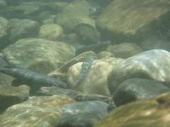 Sicyopterus lagocephalus