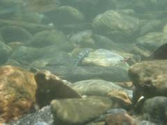 Sicyopterus lagocephalus