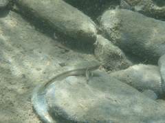 Sicyopterus japonicus