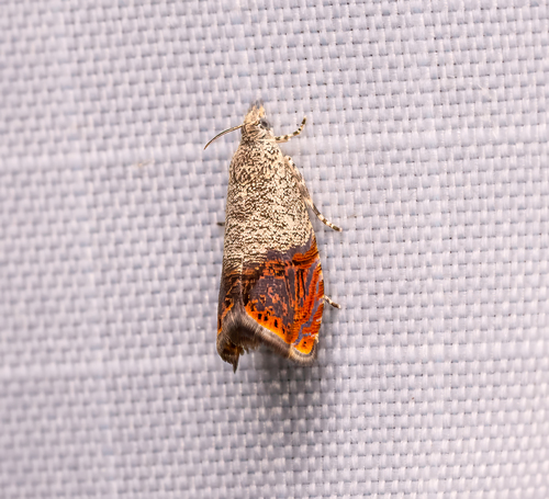Speckled Talponia Moth photo 3