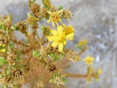 Deinandra minthornii